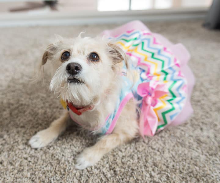 image of a small terrier in a dress looking off camera at peanut butter banana ice cream for dogs